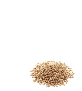 Background Barley