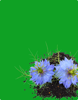 Background Habatusauda